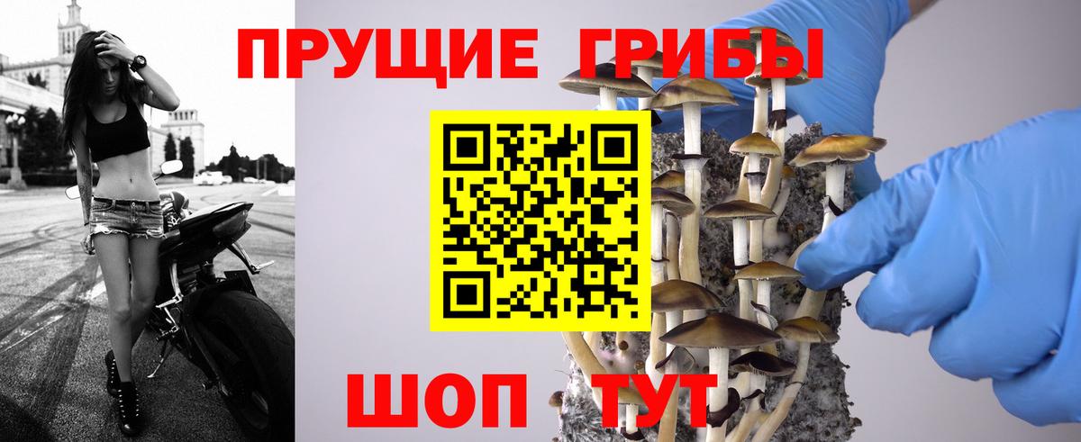 Псилоцибиновые грибы GOLDEN TEACHER Тихорецк