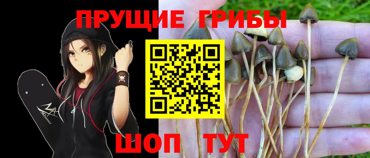Псилоцибиновые грибы MAGIC MUSHROOMS  Вход с VPN  Псилоцибиновые грибы мицелий  Тихорецк 